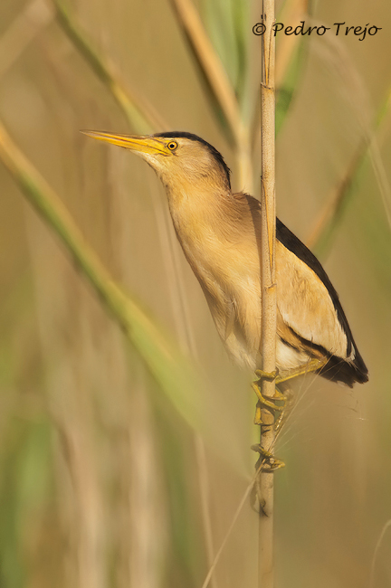 Avetorillo (Ixobrychus minutus)